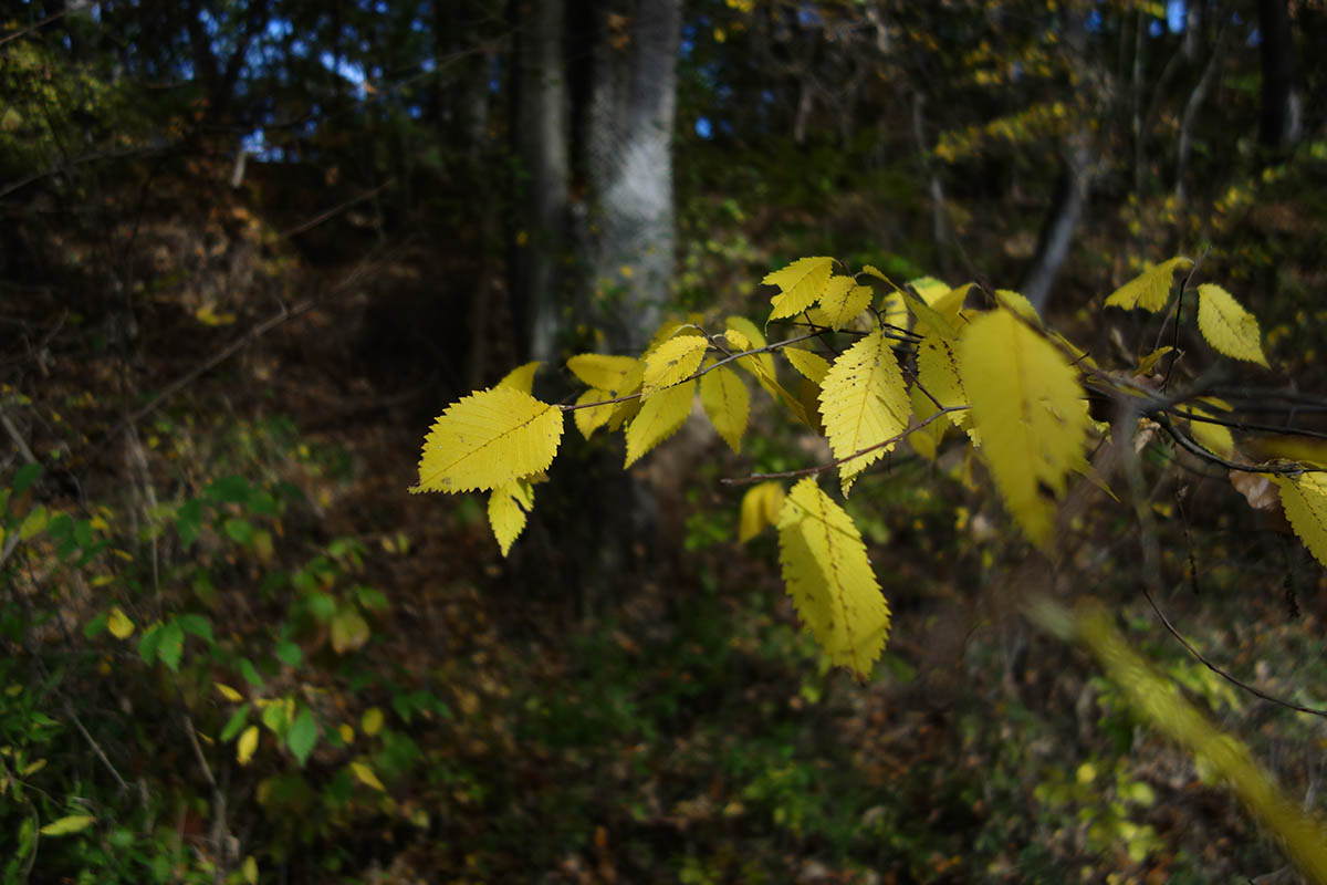 forest003