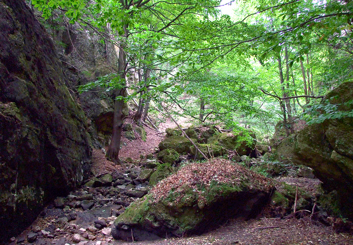 forest002