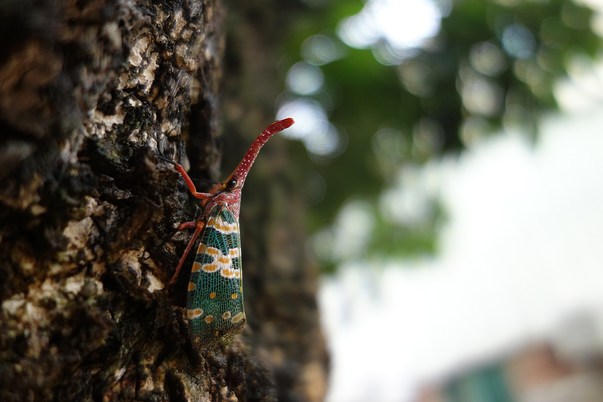 insect